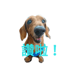 l'm Coca（個別スタンプ：15）