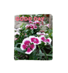 goodflower（個別スタンプ：7）