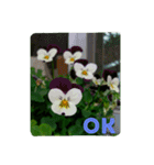 goodflower（個別スタンプ：24）