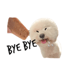 Bichon Penny（個別スタンプ：1）