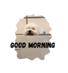 Bichon Penny（個別スタンプ：2）