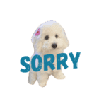 Bichon Penny（個別スタンプ：5）