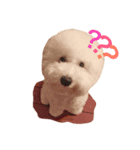 Bichon Penny（個別スタンプ：6）
