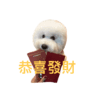 Bichon Penny（個別スタンプ：8）