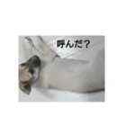 小梅の日曜日（個別スタンプ：4）