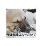 小梅の日曜日（個別スタンプ：5）