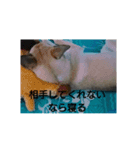 小梅の日曜日（個別スタンプ：7）