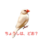 The white  java sparrow.（個別スタンプ：2）