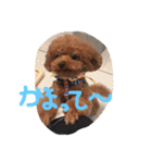 プードルのアラン君（個別スタンプ：3）