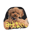プードルのアラン君（個別スタンプ：4）