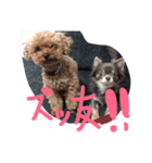 プードルのアラン君（個別スタンプ：10）
