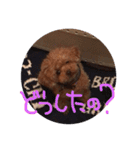 プードルのアラン君（個別スタンプ：13）