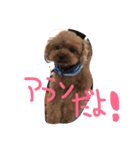 プードルのアラン君（個別スタンプ：16）