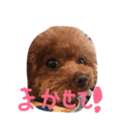 プードルのアラン君（個別スタンプ：17）
