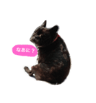 French Bulldog_Yujin2（個別スタンプ：1）