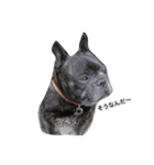 French Bulldog_Yujin2（個別スタンプ：2）