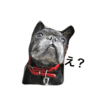 French Bulldog_Yujin2（個別スタンプ：4）