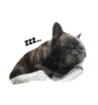 French Bulldog_Yujin2（個別スタンプ：5）