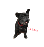 French Bulldog_Yujin2（個別スタンプ：8）