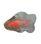 Hello Golden Fish！（個別スタンプ：4）