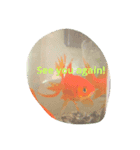Hello Golden Fish！（個別スタンプ：6）