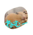 ハムスターや！（個別スタンプ：2）