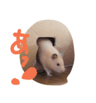 ハムスターや！（個別スタンプ：8）