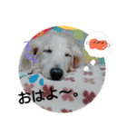 renka with himawari（個別スタンプ：7）