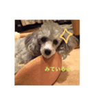 トイプードルのリアルな日常（個別スタンプ：3）