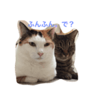 もーみん＆猫たち（個別スタンプ：2）