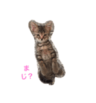 もーみん＆猫たち（個別スタンプ：3）