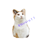 もーみん＆猫たち（個別スタンプ：4）