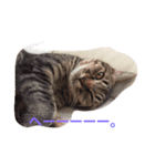 もーみん＆猫たち（個別スタンプ：6）