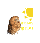 ふくろうの、りおさん②（個別スタンプ：1）