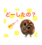 ふくろうの、りおさん②（個別スタンプ：7）