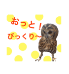 ふくろうの、りおさん②（個別スタンプ：16）