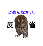 ふくろうの、りおさん②（個別スタンプ：37）