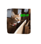 うちの猫 うみの写真スタンプ【韓国語版】（個別スタンプ：2）