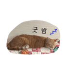 うちの猫 うみの写真スタンプ【韓国語版】（個別スタンプ：4）