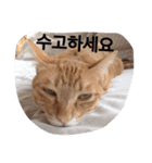 うちの猫 うみの写真スタンプ【韓国語版】（個別スタンプ：7）