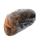 うちの猫 うみの写真スタンプ【韓国語版】（個別スタンプ：9）