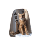 うちの猫 うみの写真スタンプ【韓国語版】（個別スタンプ：12）