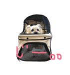 くるみスタンプ♡(ケアンテリア)（個別スタンプ：4）