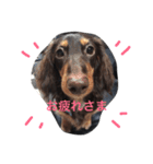Mダックス そら（個別スタンプ：8）