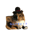 メロたんスタンプ（個別スタンプ：1）