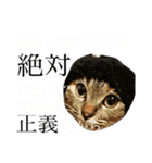 cat cat cat cat cat catwww（個別スタンプ：4）