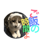 cat cat cat cat cat catwww（個別スタンプ：5）