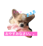 チワワのチクワちゃん（個別スタンプ：4）