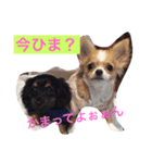 チワワのチクワちゃん（個別スタンプ：5）