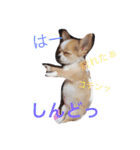 チワワのチクワちゃん（個別スタンプ：6）